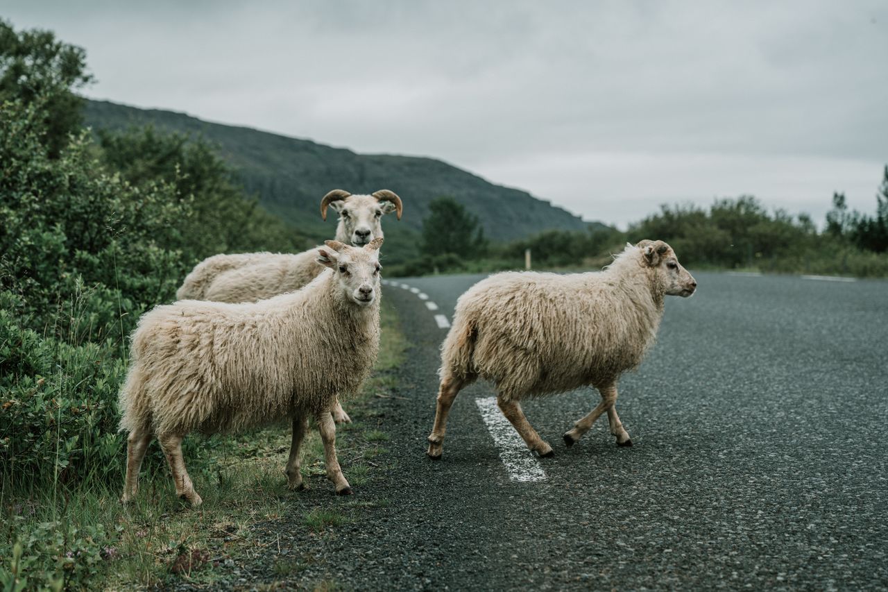 Three sheep stand near and cross a paved road in a rural Icelandic landscape.