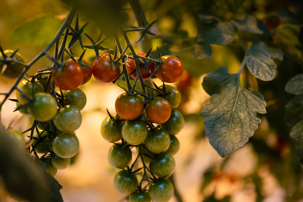 Clusters of cherry tomatoes in various stages of ripeness growing on a vine inside a greenhouse.