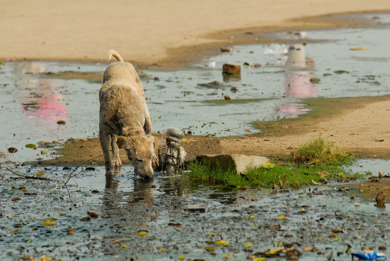 A stray dog drinks from a shallow, muddy puddle in an outdoor setting.