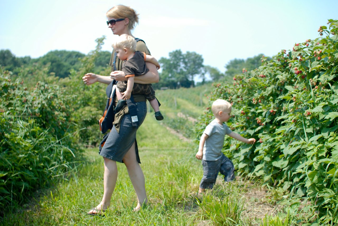 A woman with two young children picks raspberries in a field, while one child reaches for the berries.