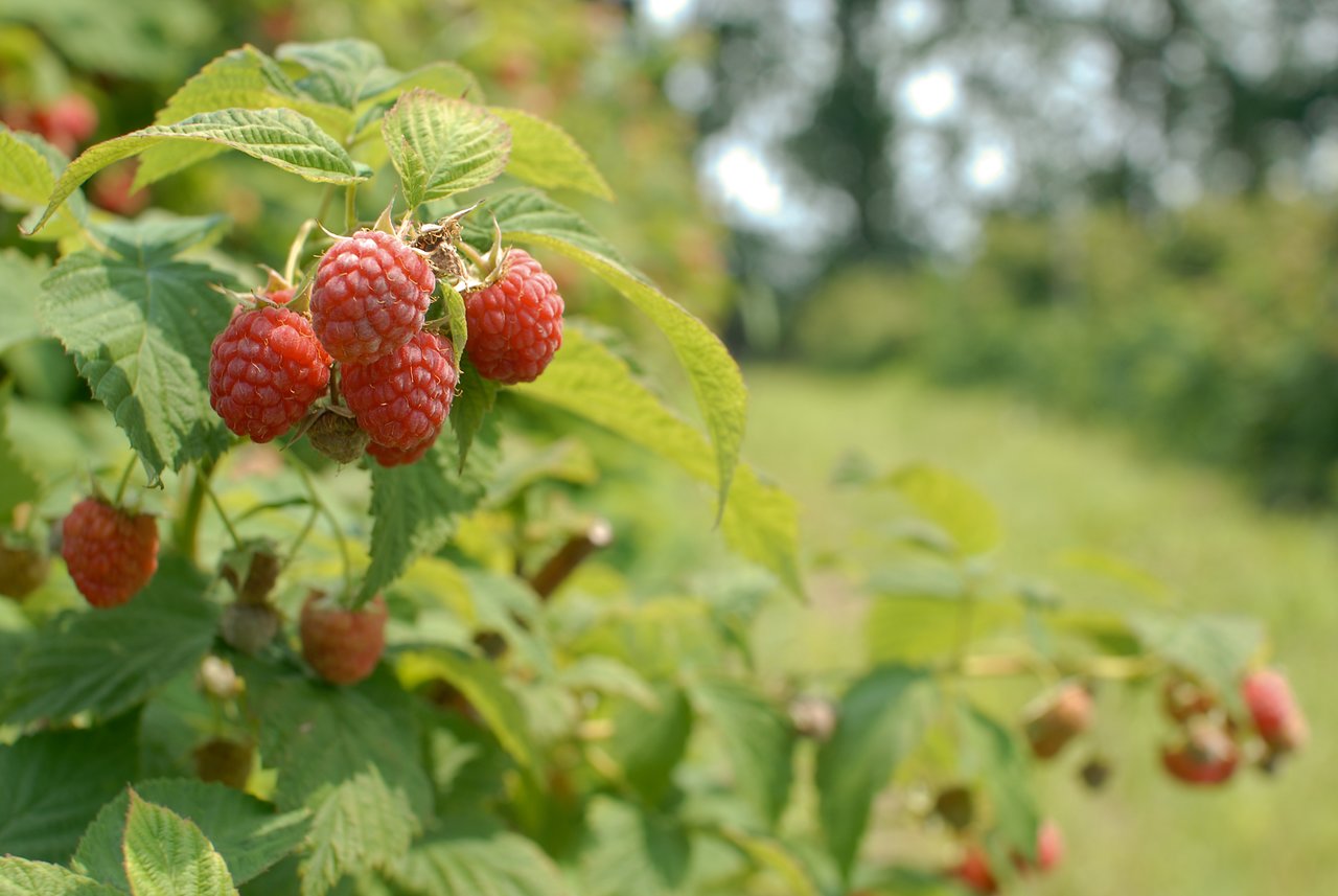 Close-up of ripe red raspberries on a bush in a field, ready for picking.