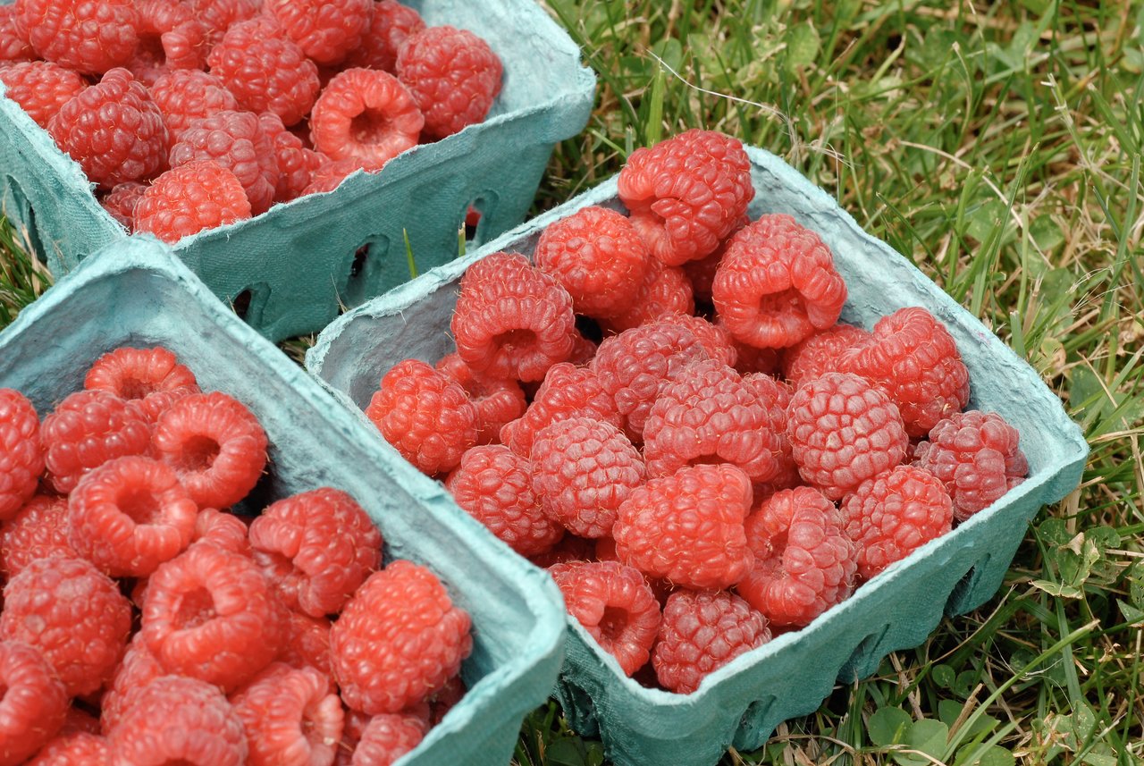 Three green containers filled with freshly picked red raspberries sit on the grass.