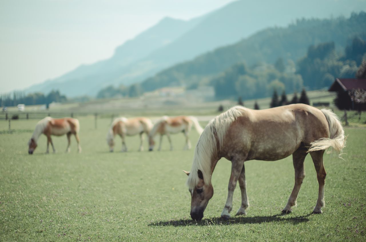 Four horses grazing in a grassy field near a campsite in Innsbruck, Austria.