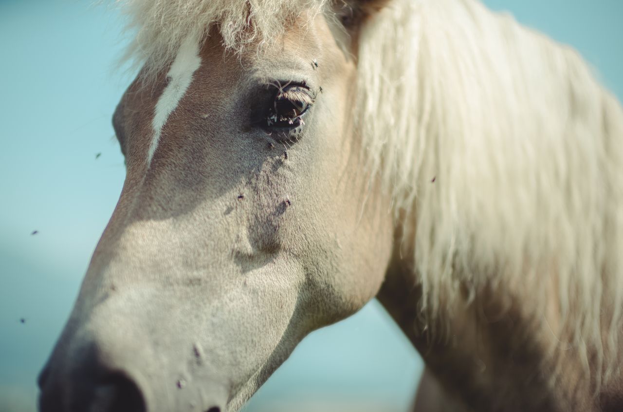 A close-up of a light brown horse with a white mane, surrounded by flies near a campsite in Innsbruck, Austria.