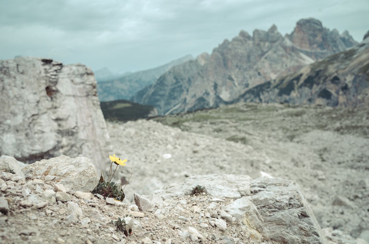 A sole flower surrounded by rocks and mountains
