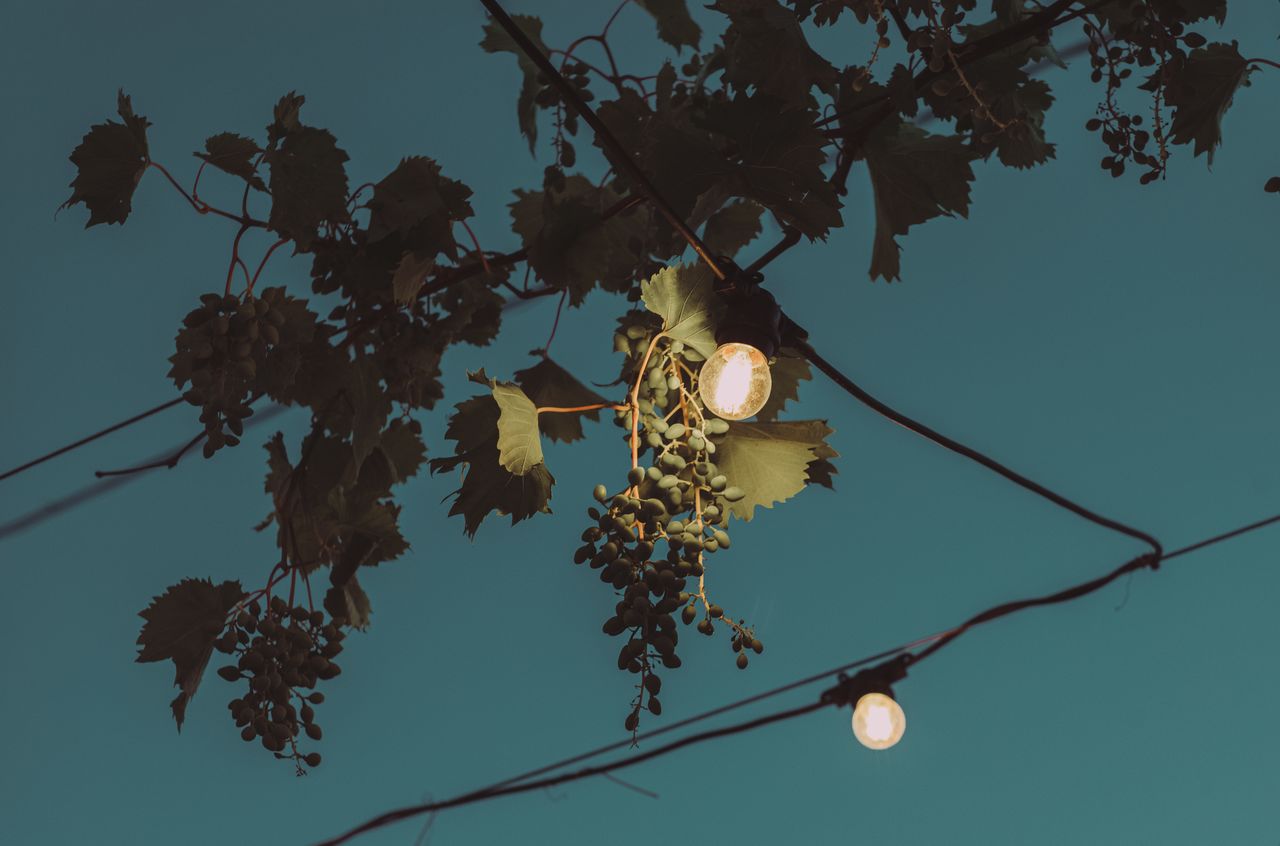 Grape vines with hanging green grapes are lit by string lights against a dark blue evening sky.