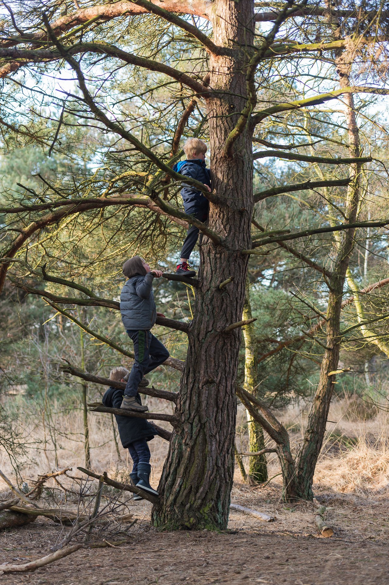 Three children climb a tree in a forest, using branches as steps to reach higher.