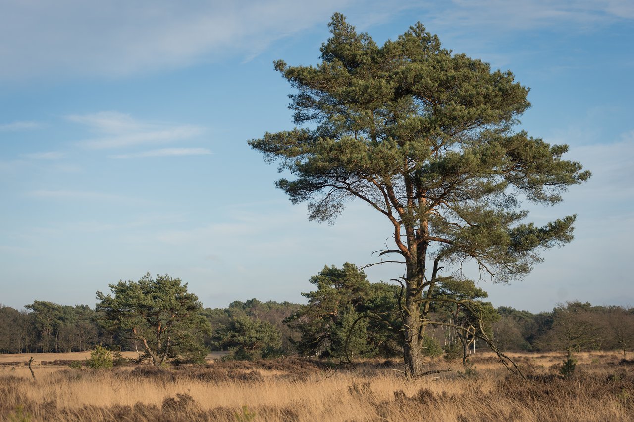 A large tree stands in an open heathland with dry grass and scattered smaller trees under a clear sky.