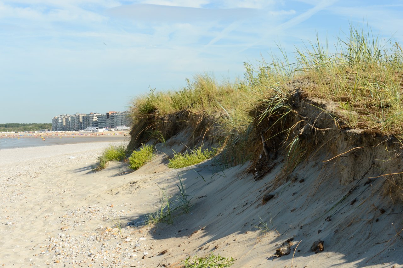 Sandy dunes with green grass on a beach, with buildings and people visible in the background.