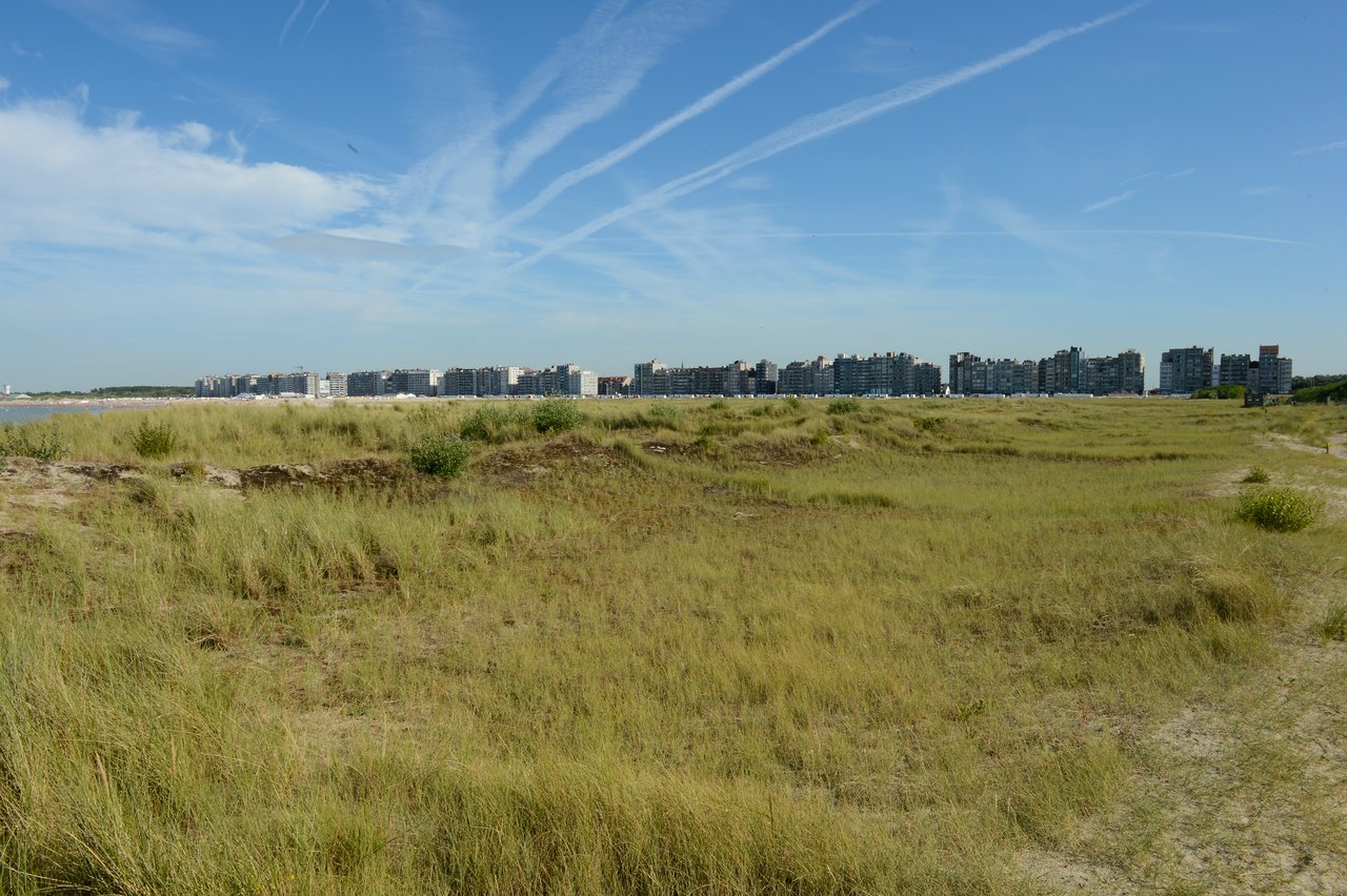 Grassy sand dunes in the foreground with a row of modern buildings in the background under a blue sky.
