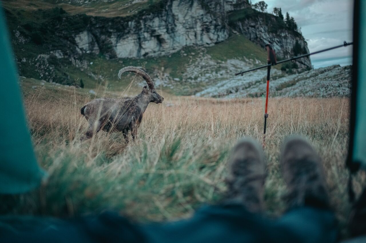 From inside a tent, an ibex with large horns stands a few meters away in the grass, looking toward the campers.