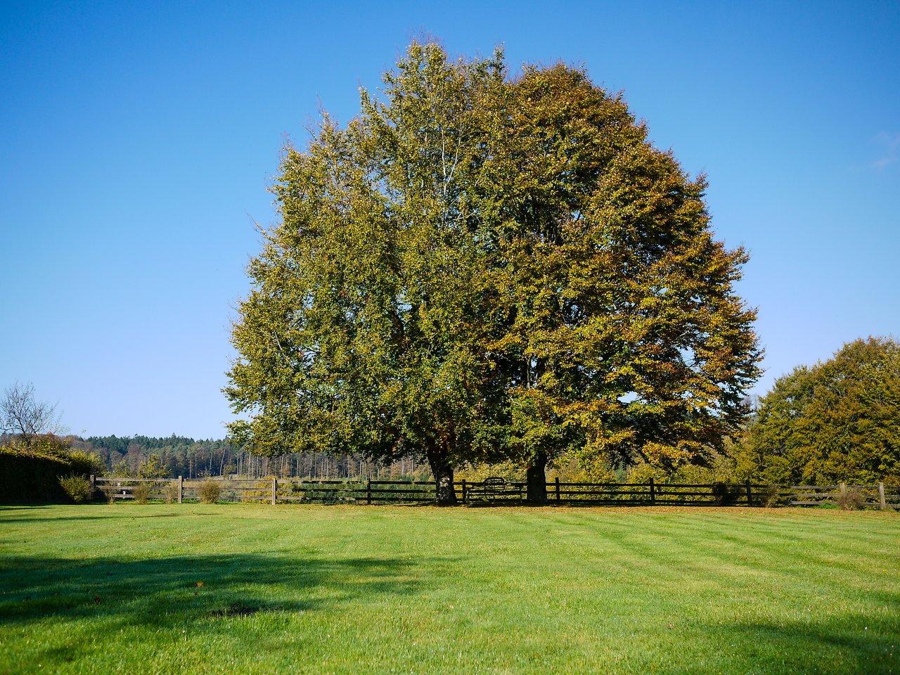 A large tree with green leaves stands in an open grassy field under a clear blue sky.