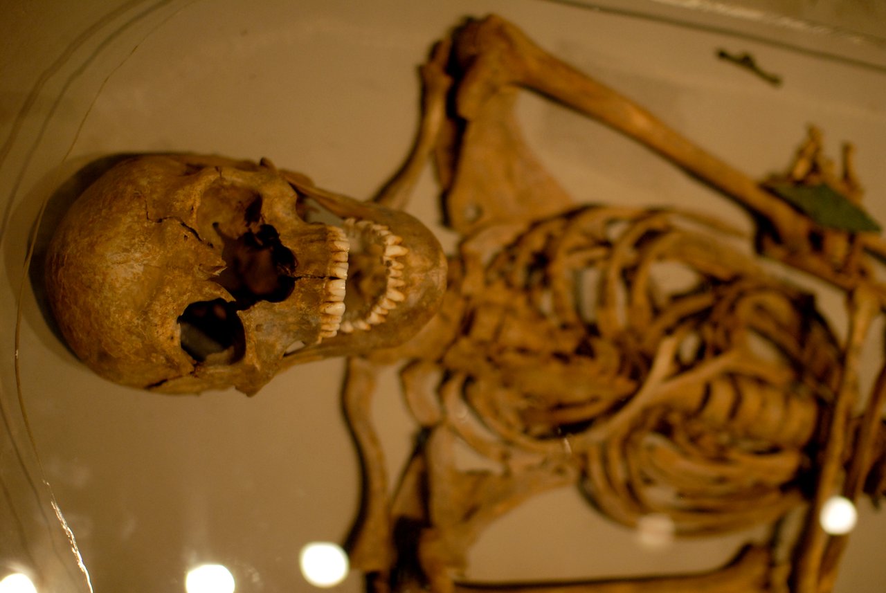 A reconstructed ancient human skeleton displayed in a museum exhibit, showing the skull and upper body.