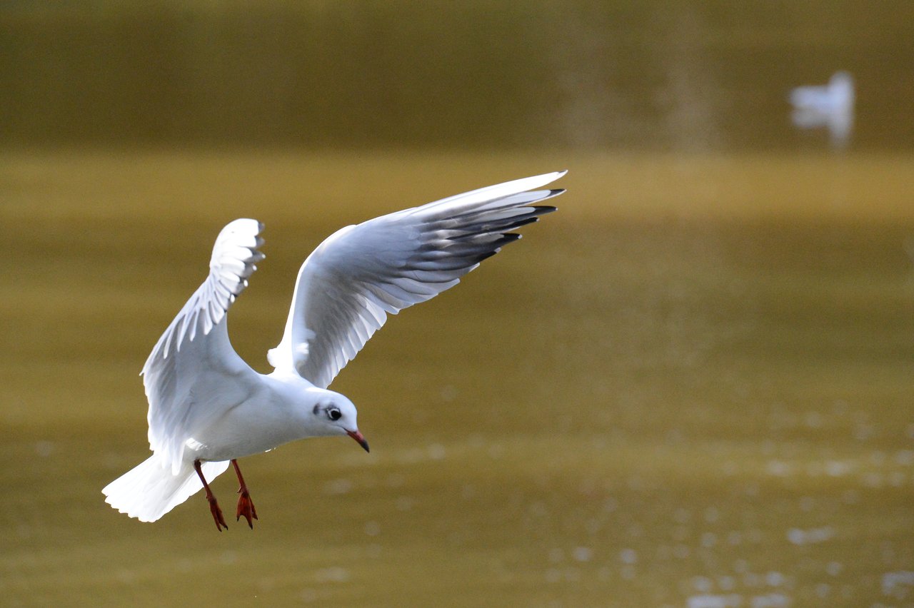 A white seagull with spread wings flies low over the water, with another bird blurred in the background.