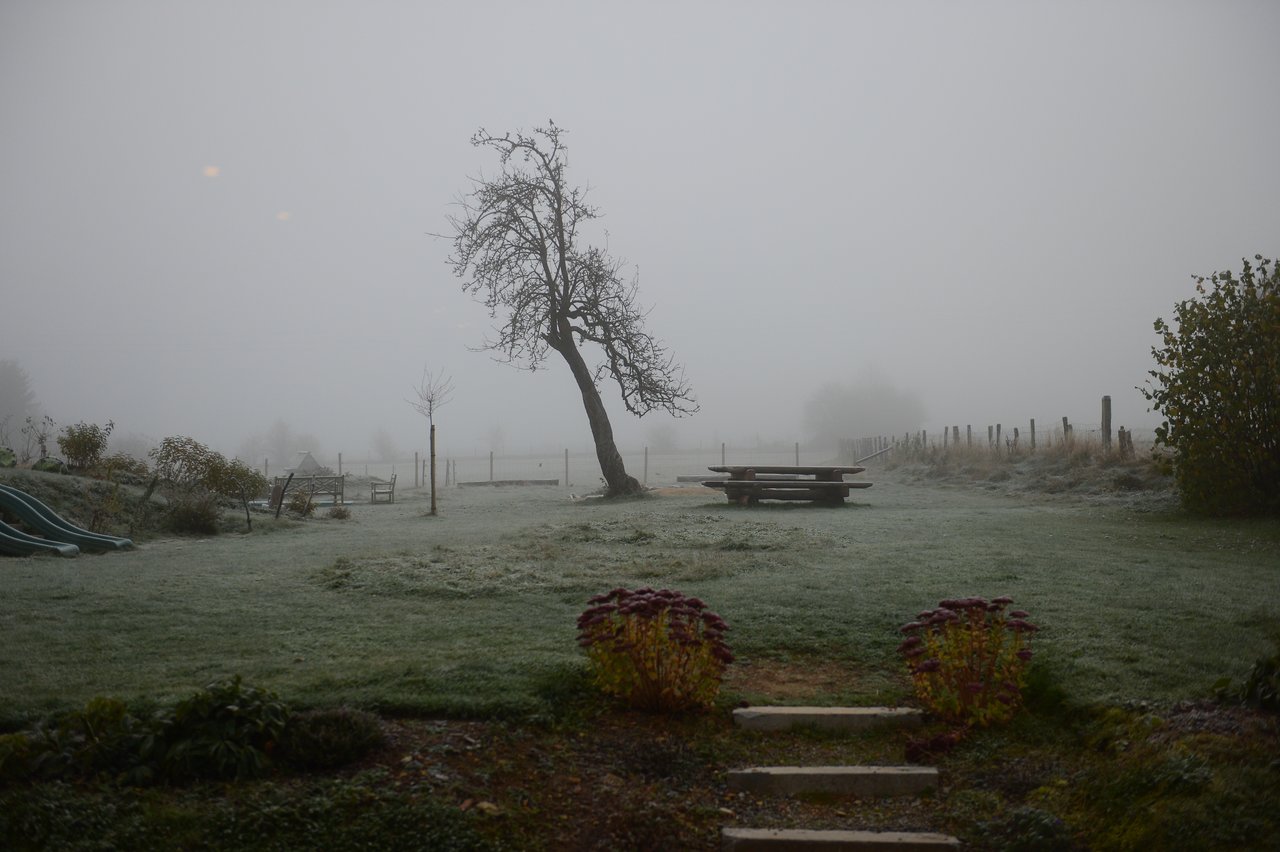A foggy outdoor scene with a leaning tree, a wooden picnic table, and a frosty grassy yard.