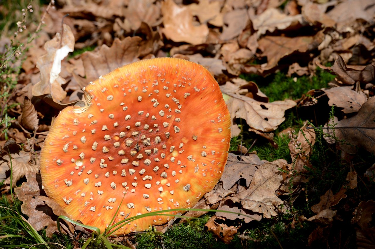 A large orange mushroom with white spots grows among fallen leaves on the forest floor.