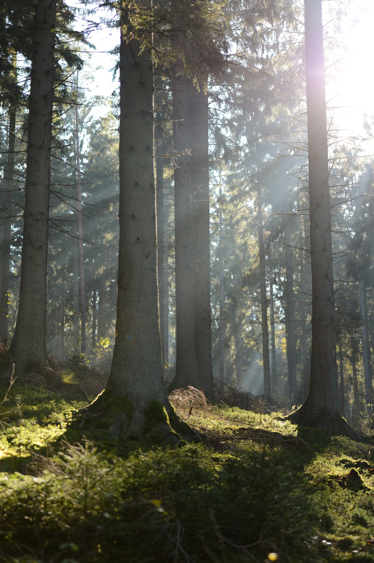 Tall trees in a dense forest with sunlight filtering through, casting shadows on the mossy ground.