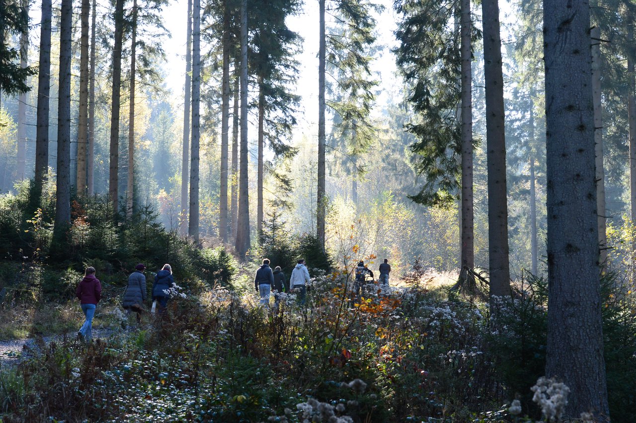 A group of people walks along a forest path surrounded by tall trees and sunlight filtering through the leaves.