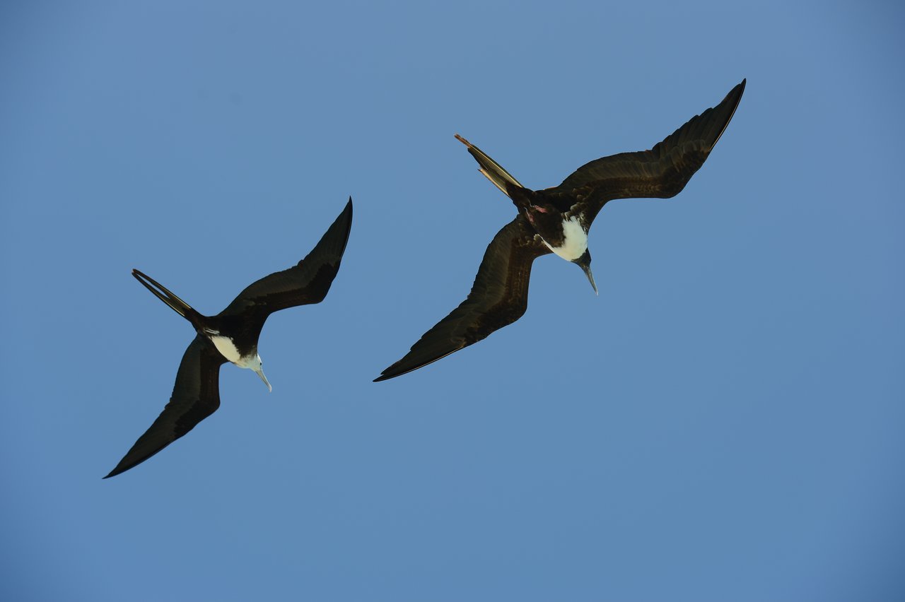 Two large birds with black wings and white chests fly against a clear blue sky.