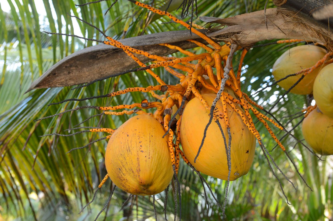 Two ripe yellow coconuts hanging from a tree with long stems and green palm leaves in the background.