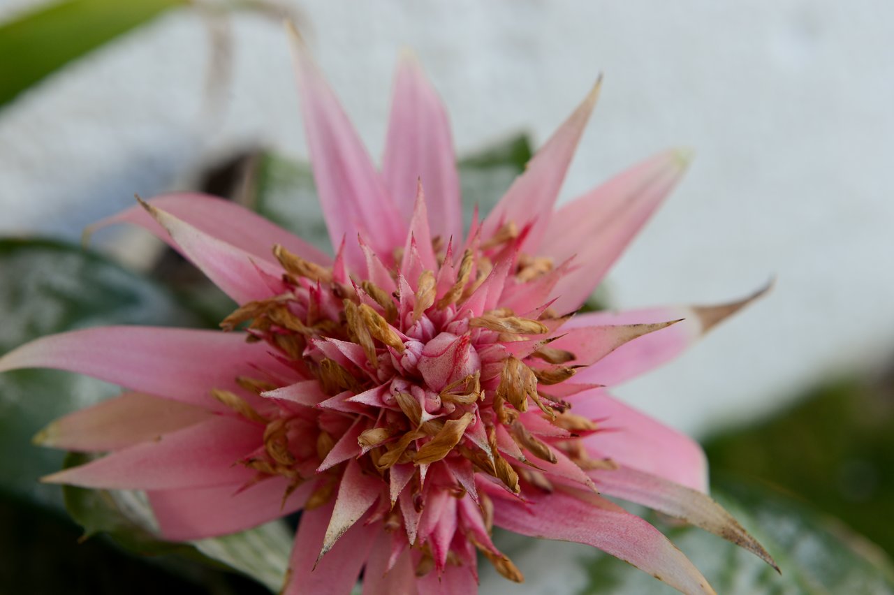 Close-up of a pink tropical flower with pointed petals and a textured center, surrounded by green leaves.