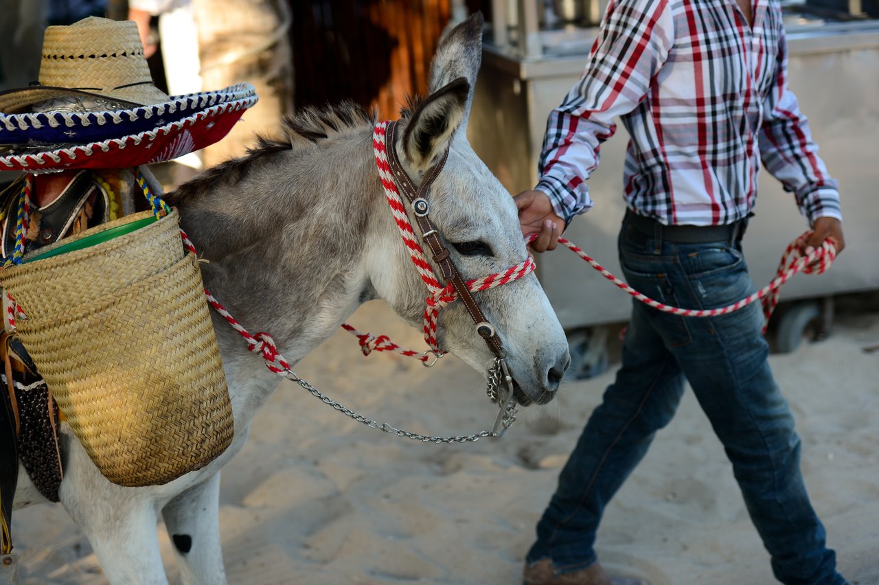 A person in a plaid shirt leads a donkey with a red rope.