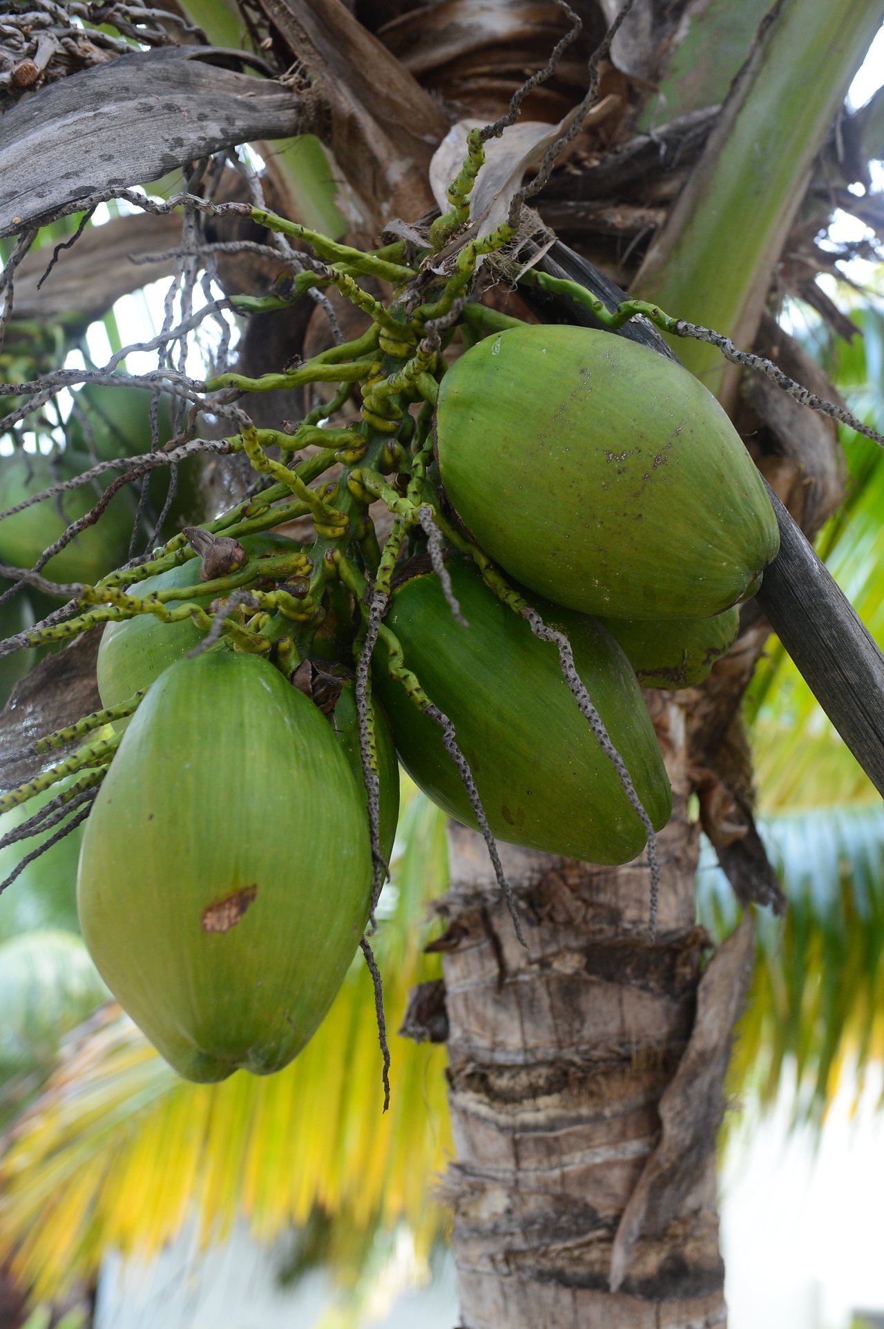 Close-up of a coconut tree with several green coconuts hanging from the trunk.