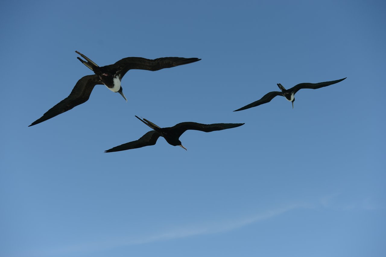 Three large birds with long wings glide through the clear blue sky.
