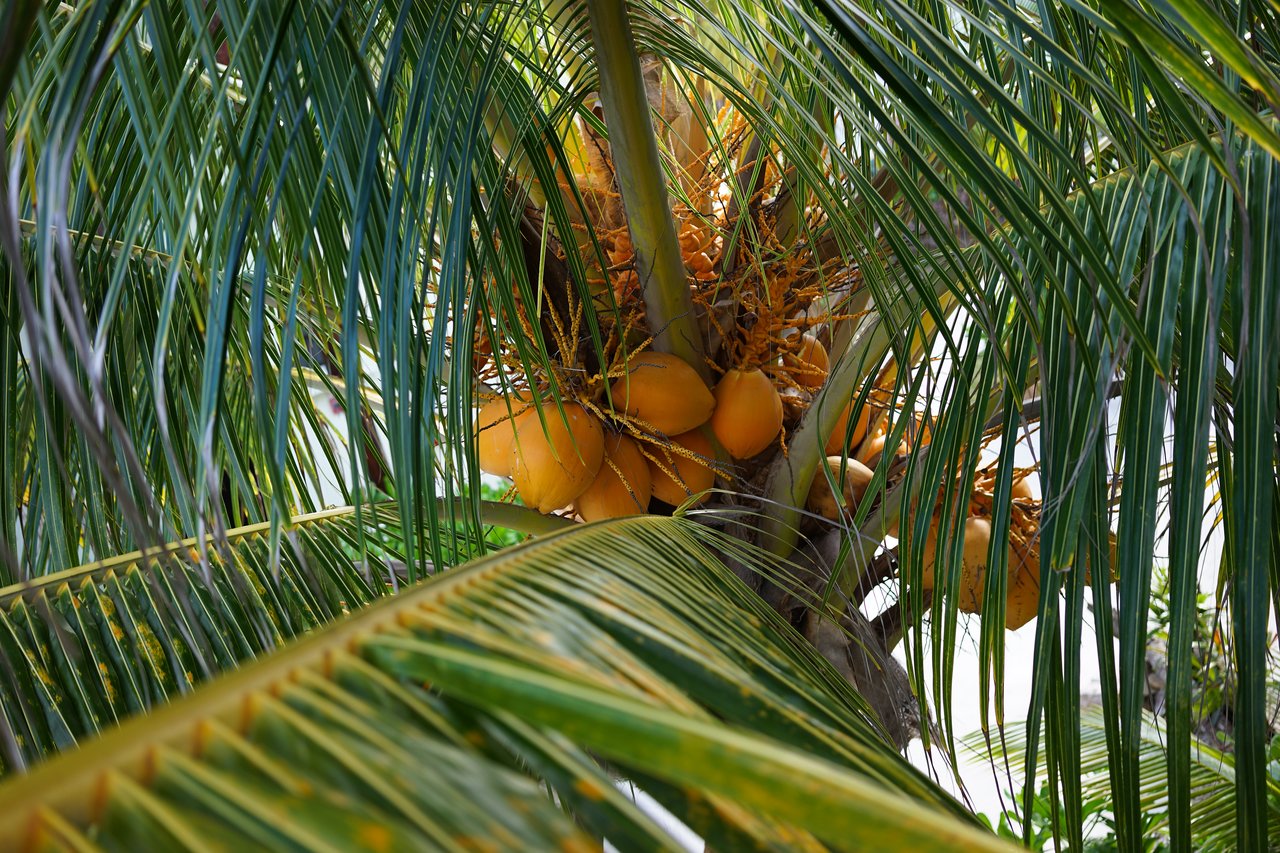 A cluster of ripe yellow coconuts growing on a palm tree, surrounded by long green leaves.