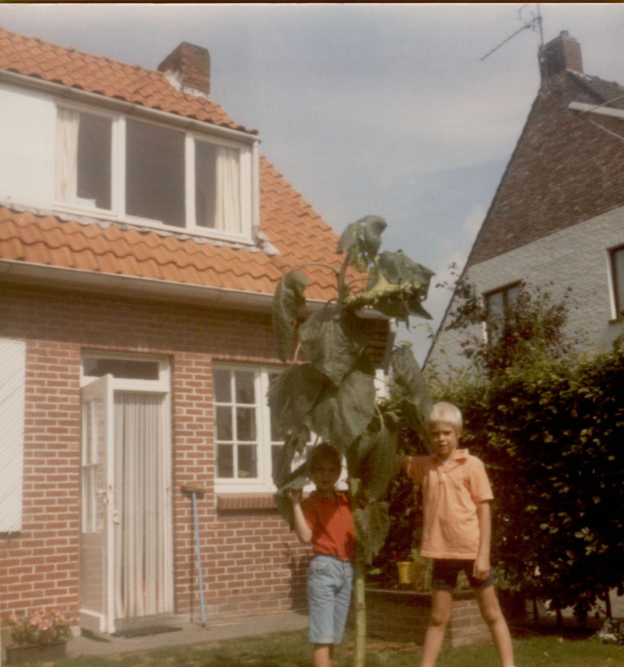 Two children stand next to a tall sunflower in a backyard, touching its stem and leaves.