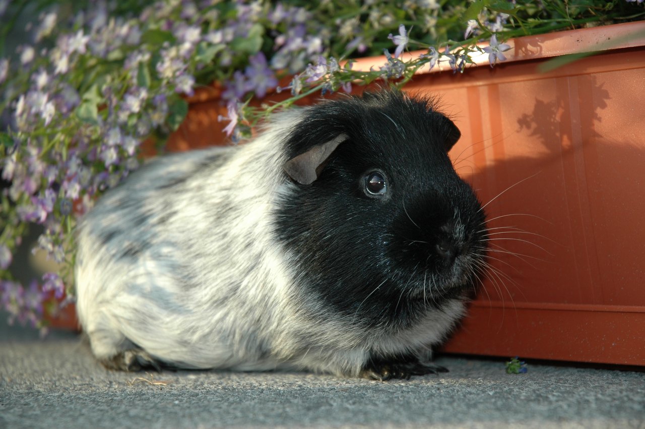 A black and white guinea pig sits on the ground near a flower pot with purple flowers.