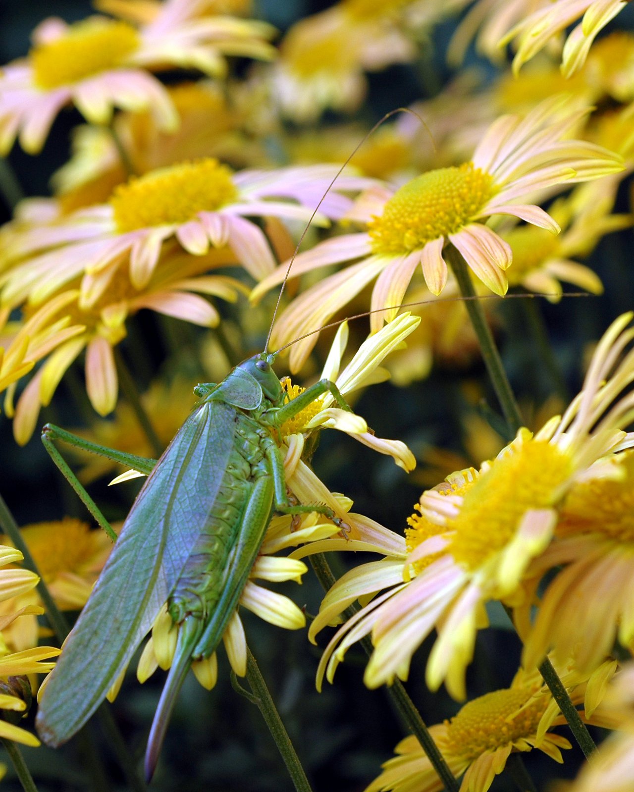 A green grasshopper rests on a yellow flower, surrounded by similar blossoms.