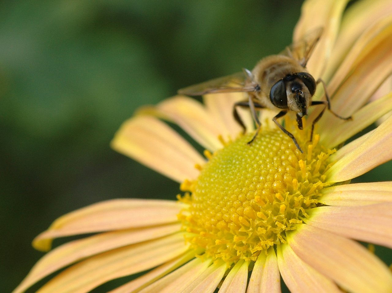 A bee is perched on a yellow flower, collecting nectar from its center.