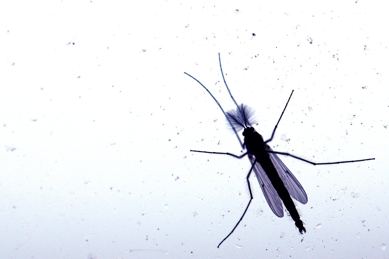A small insect with long legs and wings rests on a dusty window, silhouetted against a bright background.