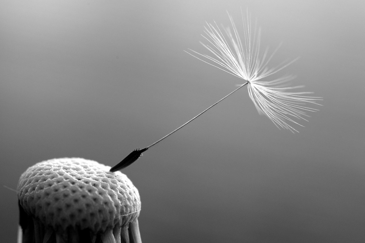 A single dandelion seed clings to the bare seed head, ready to be carried away by the wind.