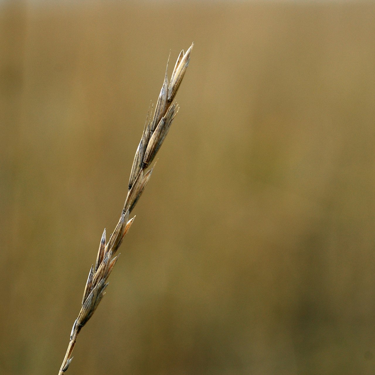 A close-up of a single dried grass stalk against a blurred brownish background.