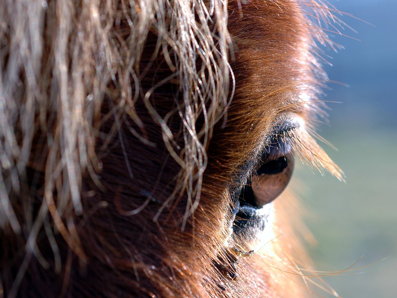 Close-up of a horse's eye with brown fur and strands of mane partially covering its face.