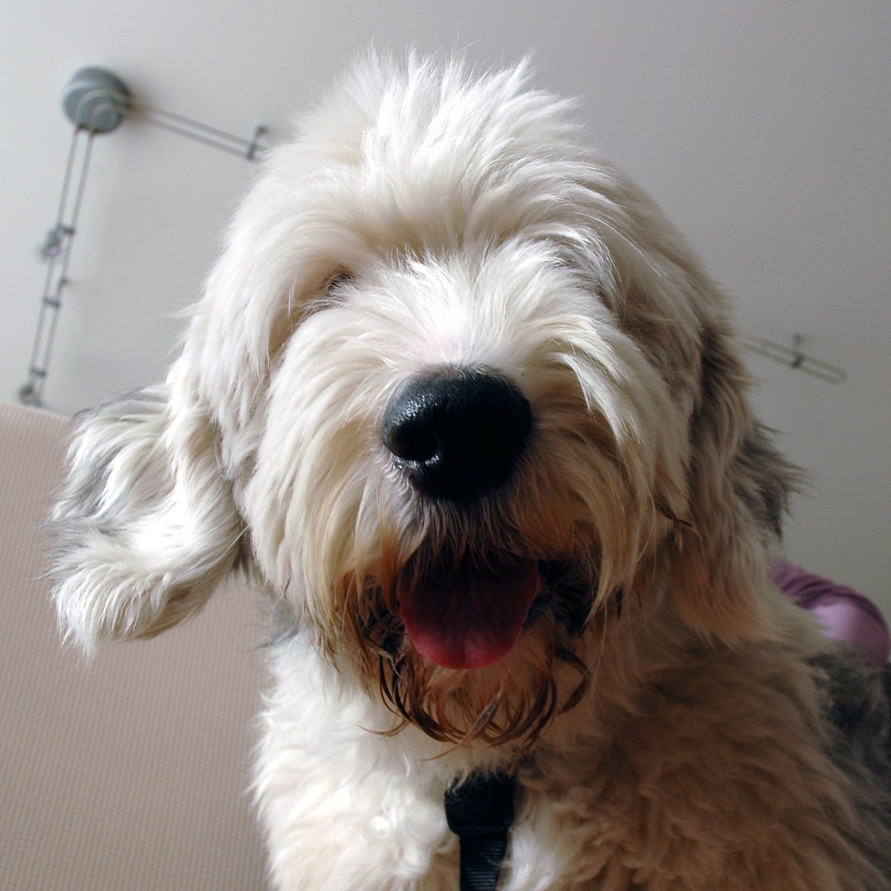 A fluffy dog with long, shaggy fur looks at the camera with its tongue slightly out.