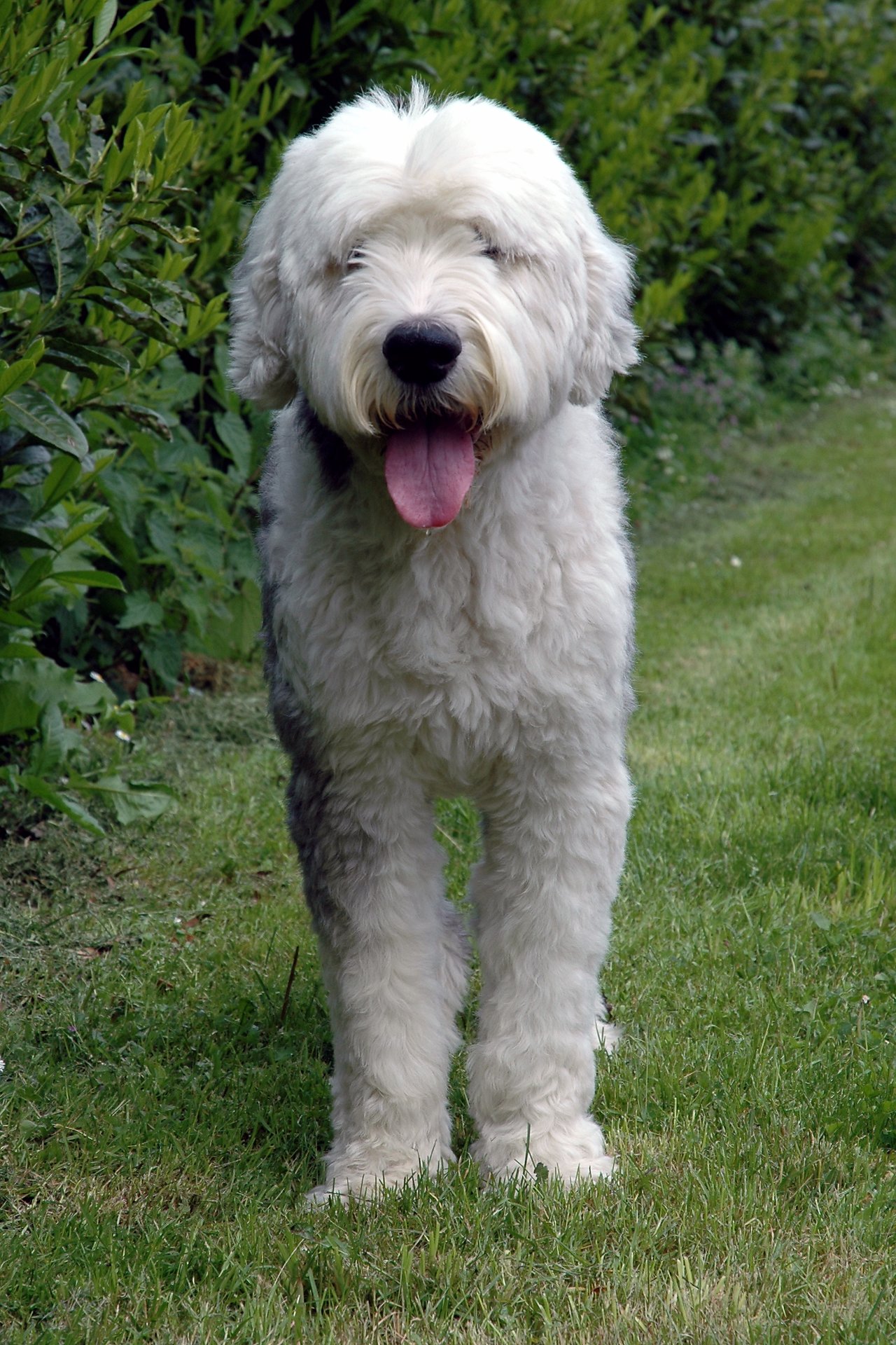 A fluffy white dog with a shaggy coat stands on grass, tongue out, looking toward the camera.
