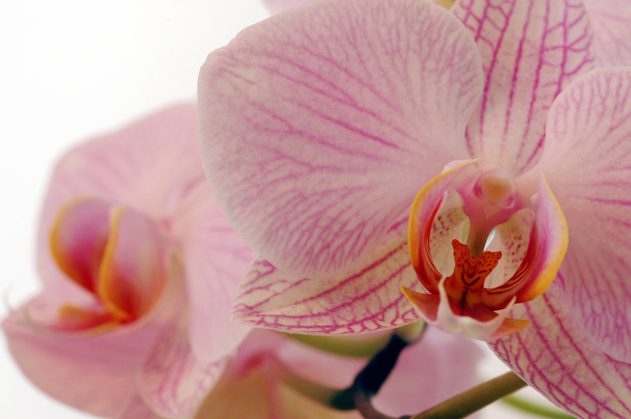 Close-up of a pink orchid with delicate petals and intricate details in the center.