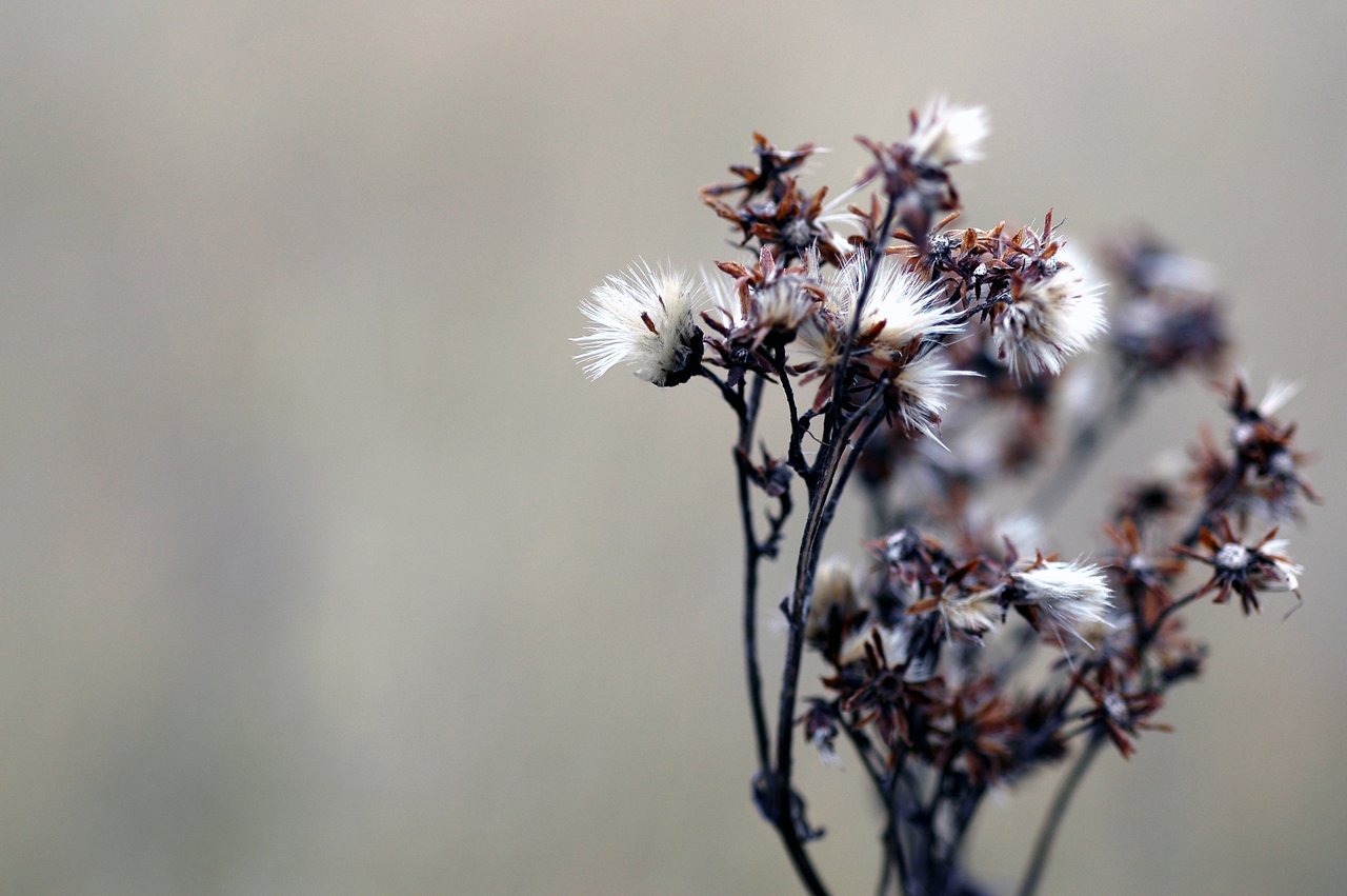 A close-up of a dried plant with fluffy white seed heads against a blurred neutral background.