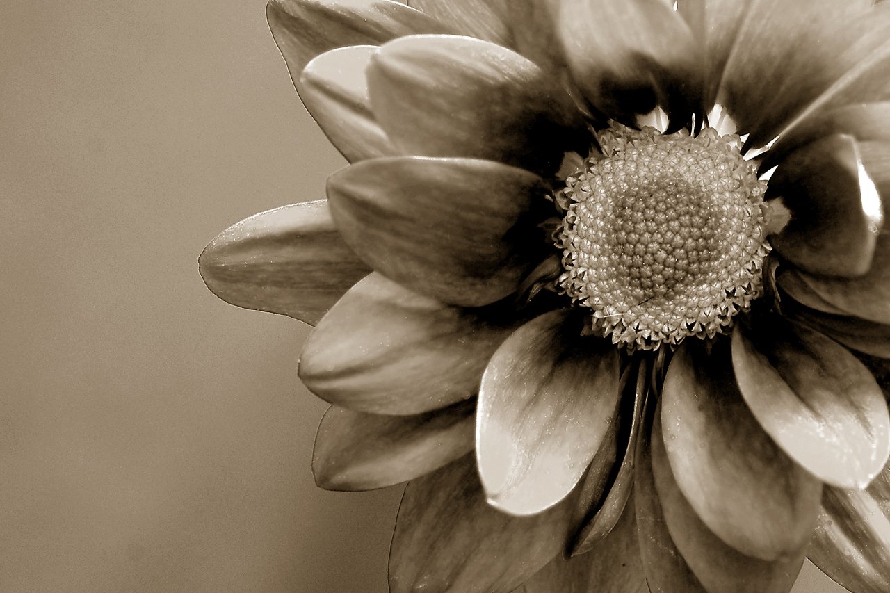 Close-up of a chrysanthemum flower in sepia tone, showing detailed petals and textured center against a blurred background.
