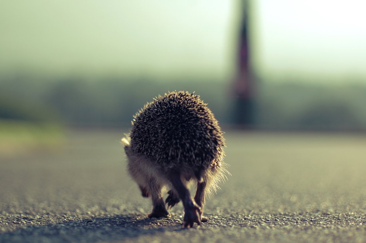 A hedgehog walks on a paved surface, seen from behind at ground level.