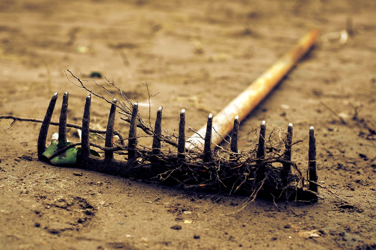 A rusty rake lies on the dirt, its metal tines caught in roots and debris.