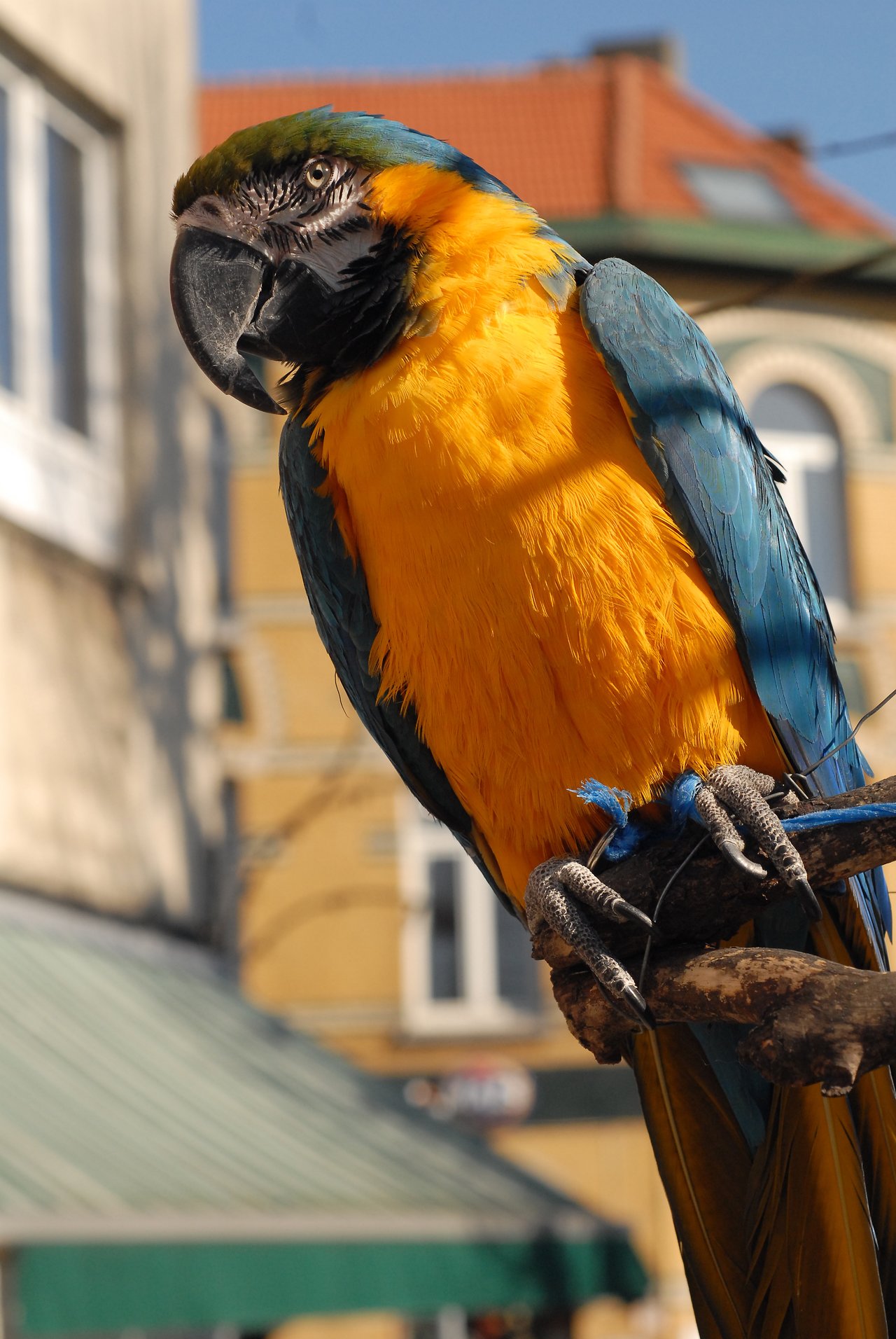 A blue-and-yellow macaw perched on a branch in an urban setting, looking to the side.