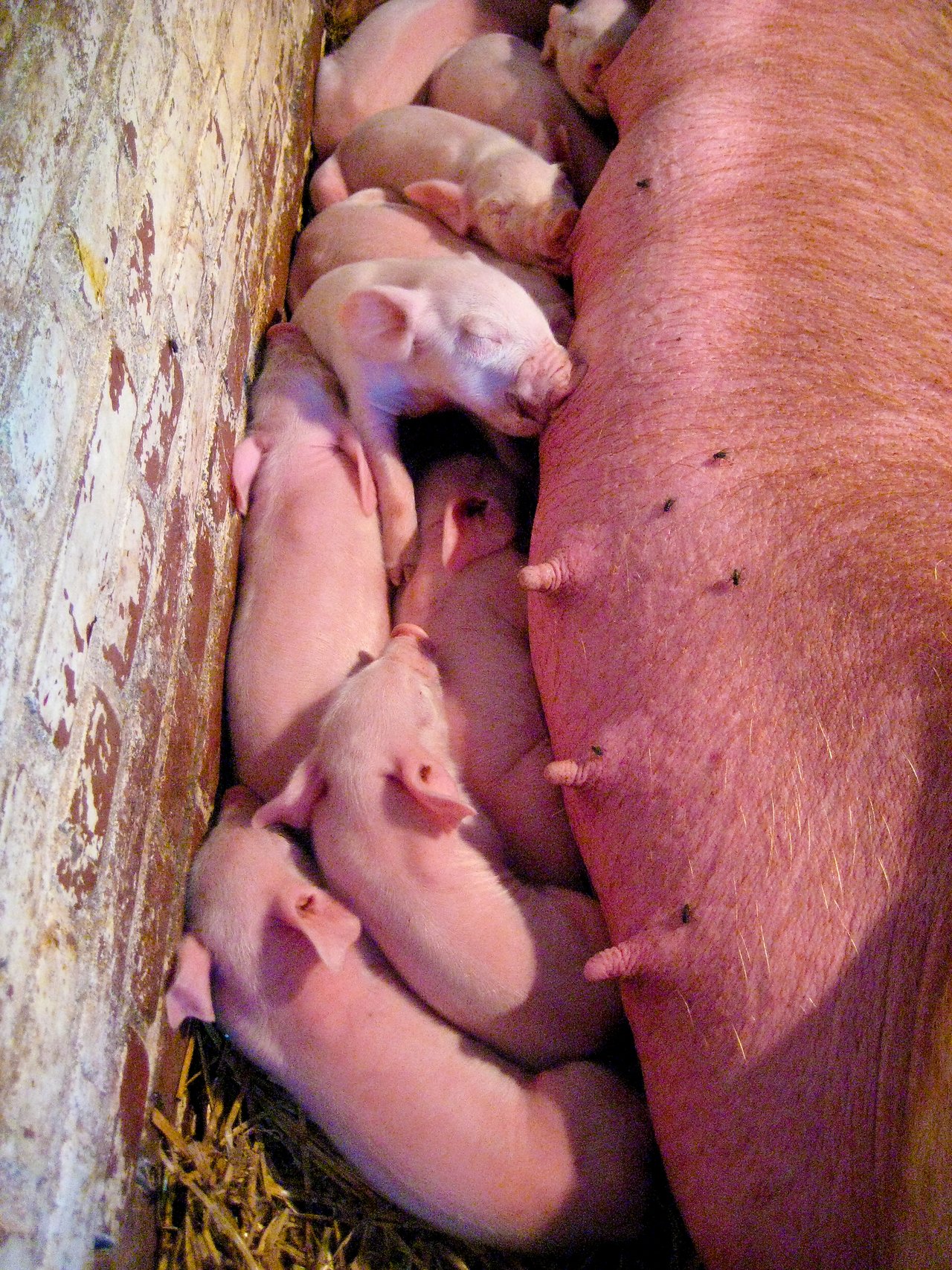 Several newborn piglets are nursing from their mother while lying close together on a bed of straw.