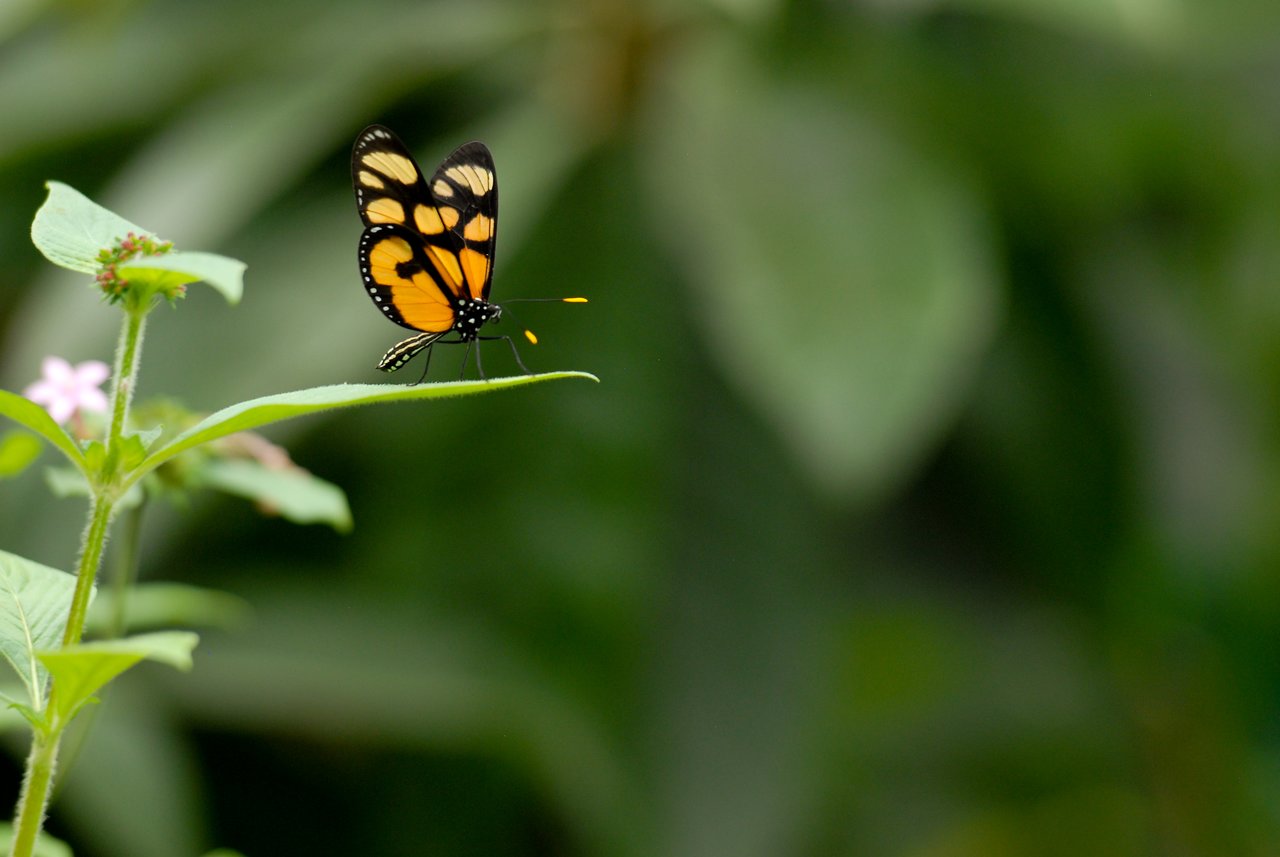 A black and orange butterfly rests on the edge of a green leaf, with blurred plants in the background.