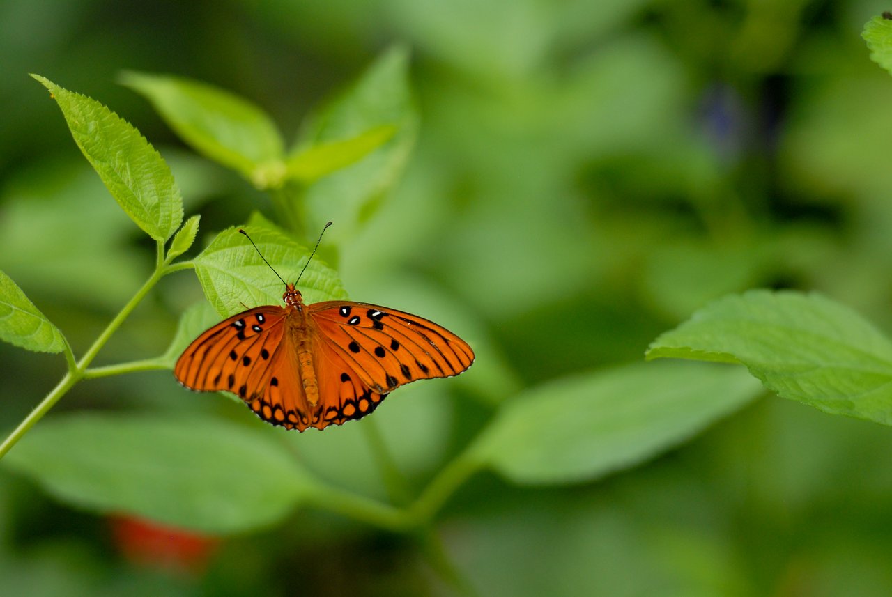 An orange butterfly with black spots rests on a green leaf, its wings spread open.