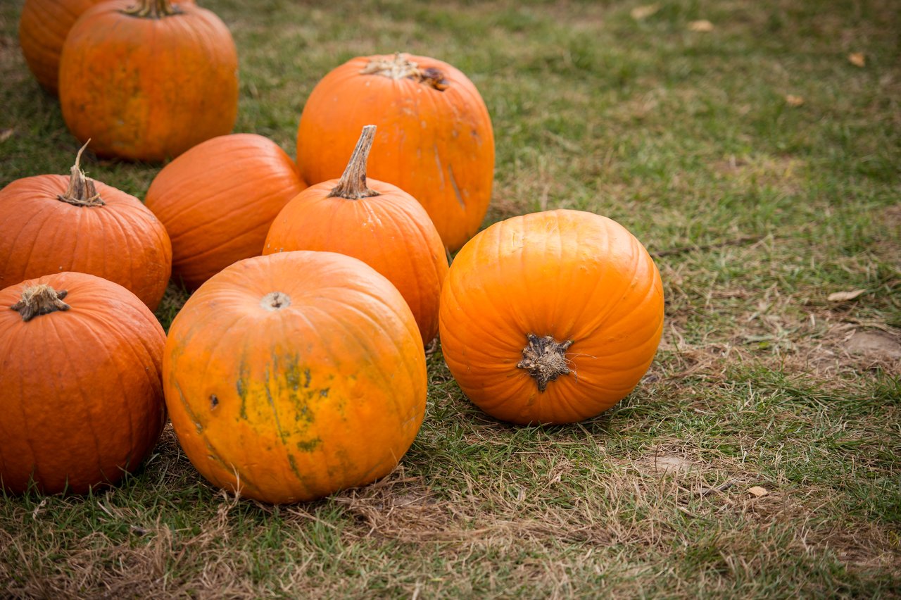 Several bright orange pumpkins rest on a grassy field, arranged closely together.