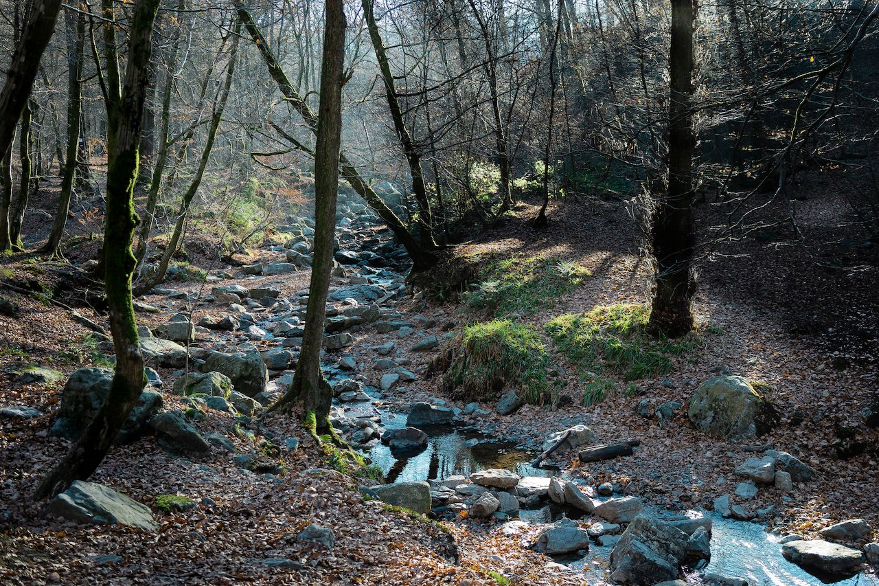 A rocky stream flows through a forest with tall trees and fallen leaves covering the ground.
